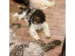 Lagotto Romagnolo Puppy for sale in Cushing, OK, USA