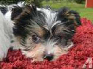 Yorkshire Terrier Puppy for sale in PARROTT, GA, USA