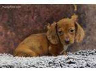 Dachshund Puppy for sale in Eden Valley, MN, USA
