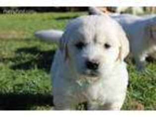 Mutt Puppy for sale in Altoona, PA, USA