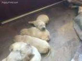 Golden Retriever Puppy for sale in Wauseon, OH, USA