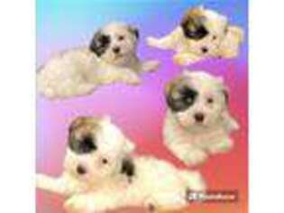 Havanese Puppy for sale in Coeur D Alene, ID, USA