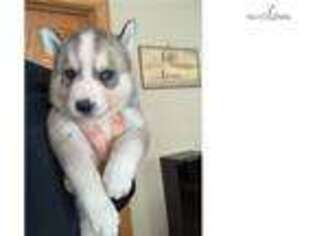 Siberian Husky Puppy for sale in Milwaukee, WI, USA