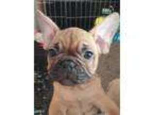 French Bulldog Puppy for sale in Chilhowee, MO, USA