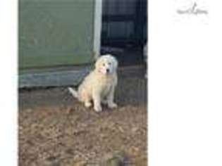 Great Pyrenees Puppy for sale in Spokane, WA, USA