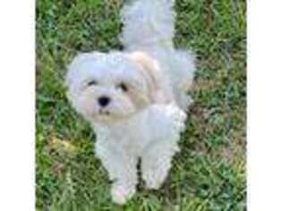 Maltese Puppy for sale in Fairhope, AL, USA