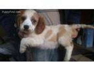 Cavalier King Charles Spaniel Puppy for sale in Locust, NC, USA