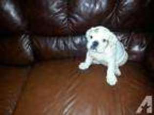Bulldog Puppy for sale in MURCHISON, TX, USA