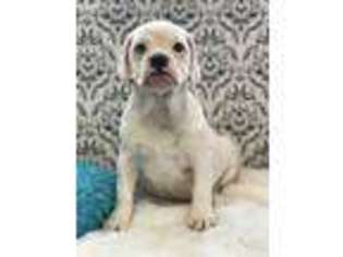 Bulldog Puppy for sale in Big Cove Tannery, PA, USA
