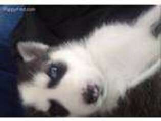 Siberian Husky Puppy for sale in Des Moines, IA, USA