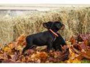 Doberman Pinscher Puppy for sale in Vader, WA, USA