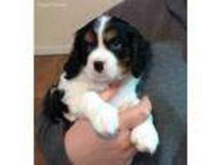 Cavalier King Charles Spaniel Puppy for sale in Fairdealing, MO, USA