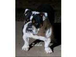 Bulldog Puppy for sale in Prosper, TX, USA