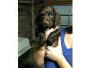 Boykin Spaniel Puppy for sale in Collierville, TN, USA