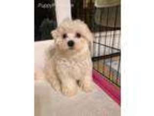 Maltese Puppy for sale in Demarest, NJ, USA