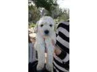 Goldendoodle Puppy for sale in Stockton, CA, USA