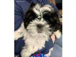 Shih-Poo Puppy for sale in Sheffield Lake, OH, USA