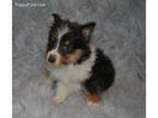 Shetland Sheepdog Puppy for sale in Hartville, MO, USA