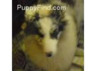 Shetland Sheepdog Puppy for sale in Oneonta, NY, USA