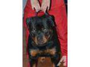 Rottweiler Puppy for sale in JERSEY CITY, NJ, USA