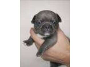 French Bulldog Puppy for sale in Hackensack, NJ, USA