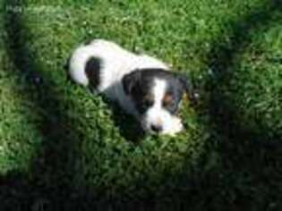 Jack Russell Terrier Puppy for sale in Redding, CA, USA