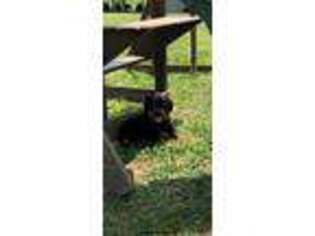 Rottweiler Puppy for sale in Jonesborough, TN, USA