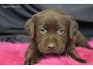 Labrador Retriever Puppy for sale in Browning, MO, USA