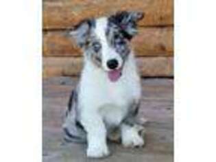 Cardigan Welsh Corgi Puppy for sale in Moffat, CO, USA