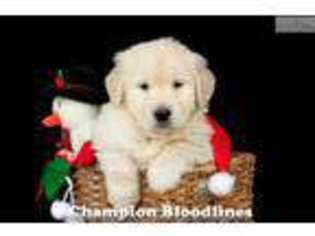 Golden Retriever Puppy for sale in Canton, OH, USA