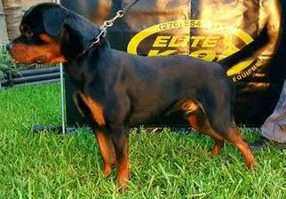 Rottweiler Puppy for sale in Fort Lauderdale, FL, USA