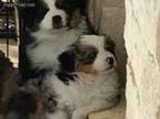 Miniature Australian Shepherd Puppy for sale in New Braunfels, TX, USA