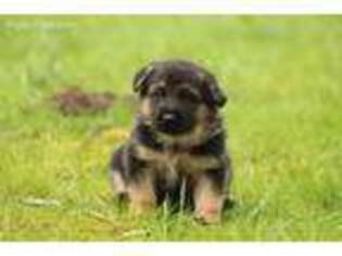 German Shepherd Dog Puppy for sale in Vancouver, WA, USA