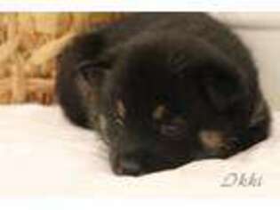 Shiba Inu Puppy for sale in Bernville, PA, USA