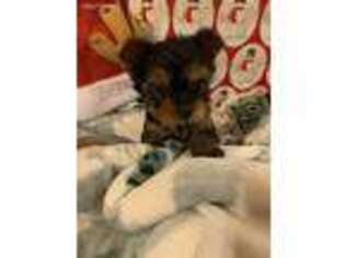 Yorkshire Terrier Puppy for sale in Skiatook, OK, USA