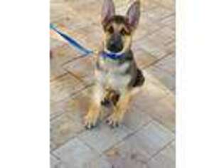 German Shepherd Dog Puppy for sale in Levittown, NY, USA