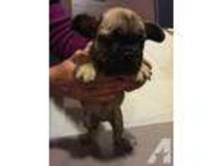French Bulldog Puppy for sale in NOVATO, CA, USA