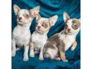 Chihuahua Puppy for sale in Warner Springs, CA, USA