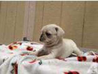 Pug Puppy for sale in SPRING VALLEY, CA, USA
