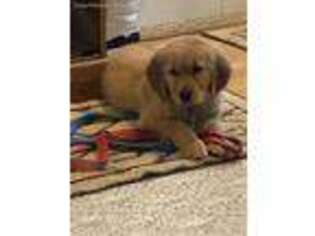 Golden Retriever Puppy for sale in Lewiston, MI, USA