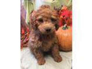Goldendoodle Puppy for sale in Damascus, AR, USA