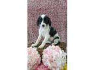 Border Collie Puppy for sale in Hadley, PA, USA
