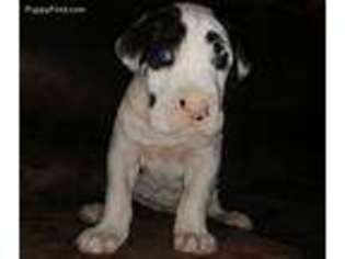 Great Dane Puppy for sale in Beatty, OR, USA