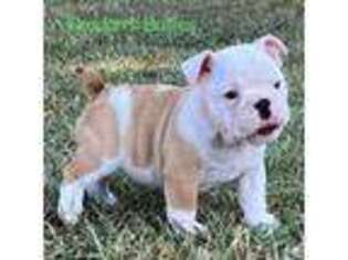 Bulldog Puppy for sale in Jenkinsville, SC, USA