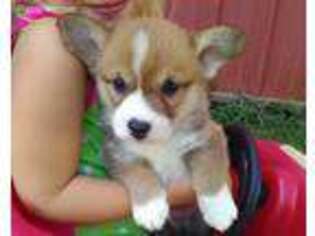 Pembroke Welsh Corgi Puppy for sale in Brodhead, KY, USA