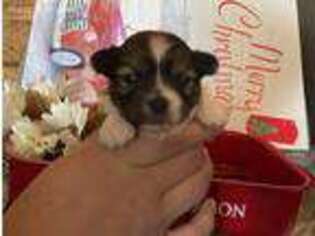 Mi-Ki Puppy for sale in Williamstown, KY, USA