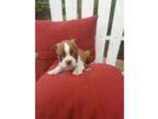 Boston Terrier Puppy for sale in Kinzers, PA, USA