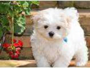 Maltese Puppy for sale in Maysville, GA, USA