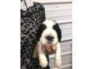 English Springer Spaniel Puppy for sale in Clinton, MO, USA