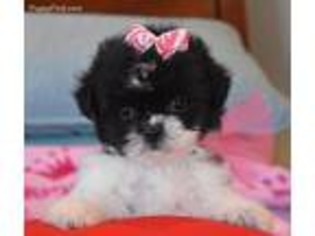 Mal-Shi Puppy for sale in Terrell, TX, USA